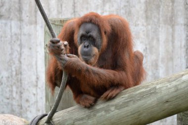 Yetişkin bir Orangutan