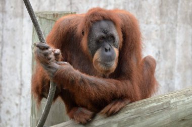 Yetişkin bir Orangutan