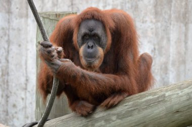 Yetişkin bir Orangutan