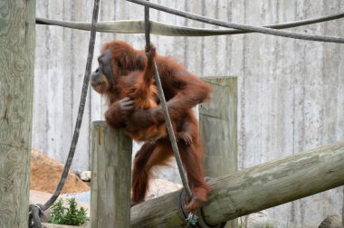 Bir bebek Orangutan