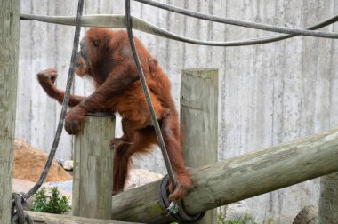 Yetişkin bir Orangutan