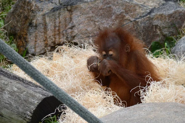 Un bébé orang-outan — Photo