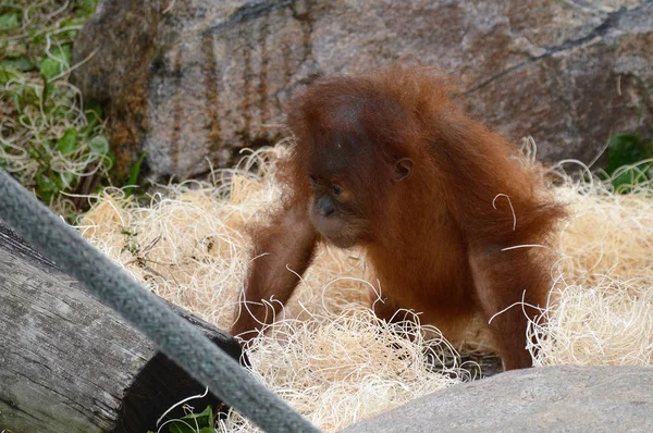 Un bébé orang-outan — Photo