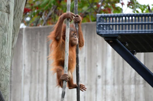 Un bébé orang-outan — Photo