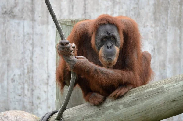 Yetişkin bir Orangutan