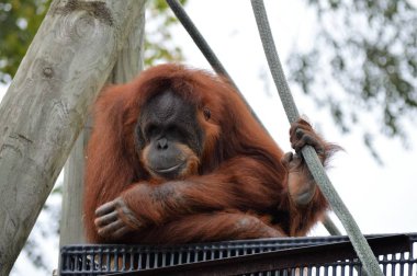 Yetişkin bir Orangutan
