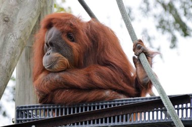 Yetişkin bir Orangutan