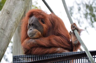 Yetişkin bir Orangutan