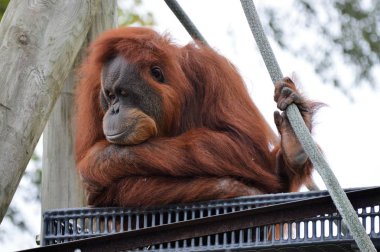 Yetişkin bir Orangutan