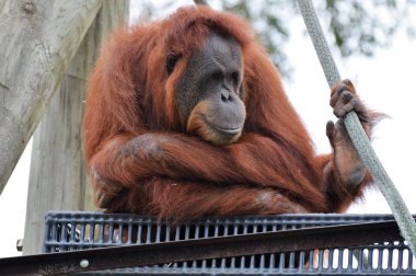 Yetişkin bir Orangutan