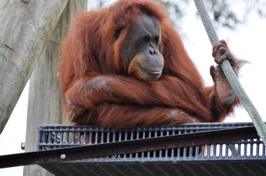 Yetişkin bir Orangutan