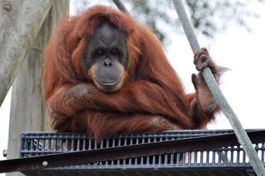 Yetişkin bir Orangutan