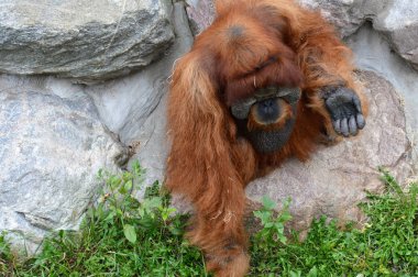 Yetişkin bir Orangutan