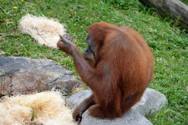 Yetişkin bir Orangutan
