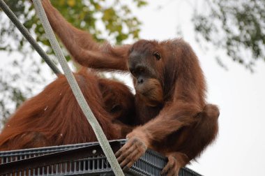 Yetişkin bir Orangutan