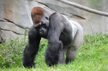 Batı ovasındaki goril.