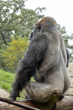 Batı ovasındaki goril.