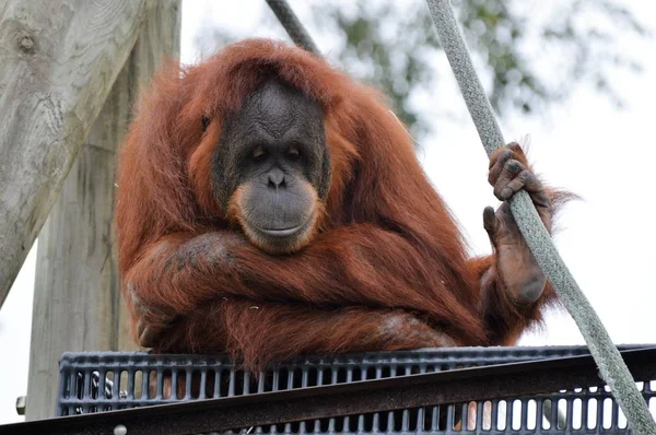 Egy felnőtt orangután — Stock Fotó