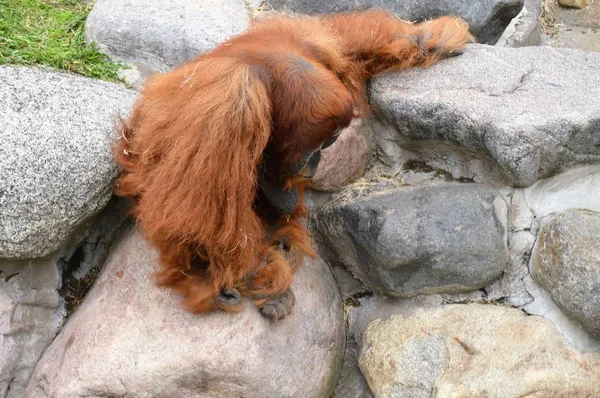 Um orangotango adulto — Fotografia de Stock