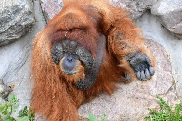 Egy felnőtt orangután — Stock Fotó