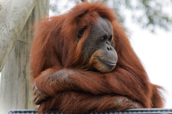 Un orangután adulto —  Fotos de Stock