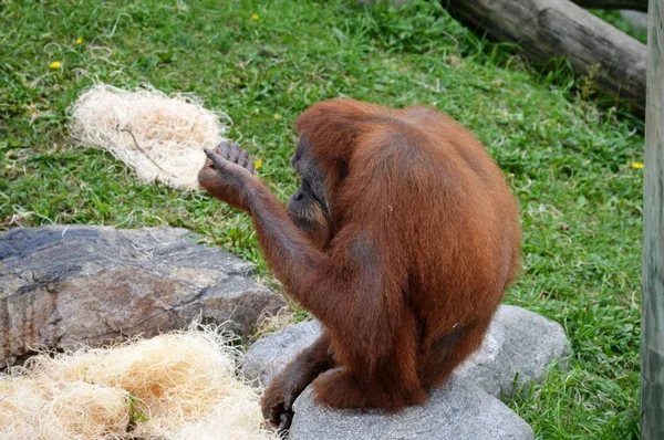 Orangutan dla dorosłych — Zdjęcie stockowe