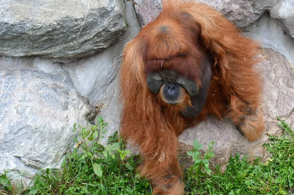 Egy felnőtt orangután — Stock Fotó