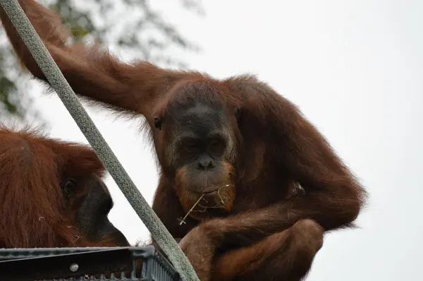 Yetişkin bir Orangutan — Stok fotoğraf