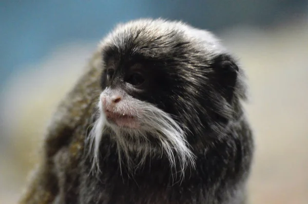 Un emperador Tamarin — Foto de Stock