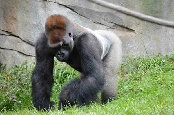 Western Lowland Gorilla — Stock Photo, Image