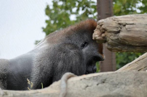 Westelijke Lowland Gorilla — Stockfoto