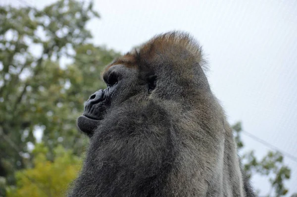 Westlicher Flachlandgorilla — Stockfoto