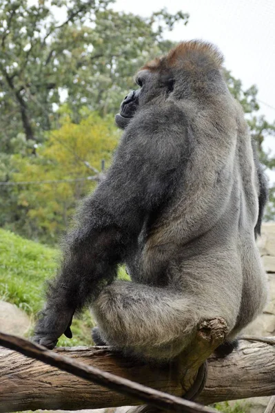 Gorilas de las tierras bajas occidentales — Foto de Stock