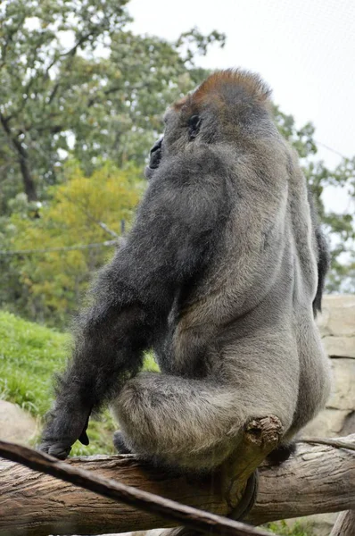 Gorilla nizinna zachodnia — Zdjęcie stockowe