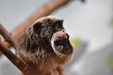 Emperor Tamarin