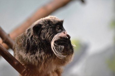 Emperor Tamarin