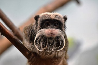 Emperor Tamarin