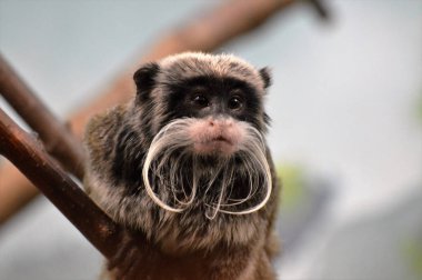 Emperor Tamarin