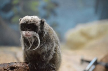 Emperor Tamarin