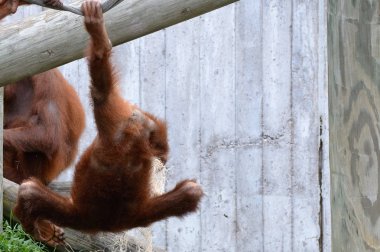 Genç bir Orangutan