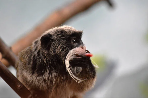 Ein Kaiser Tamarin — Stockfoto