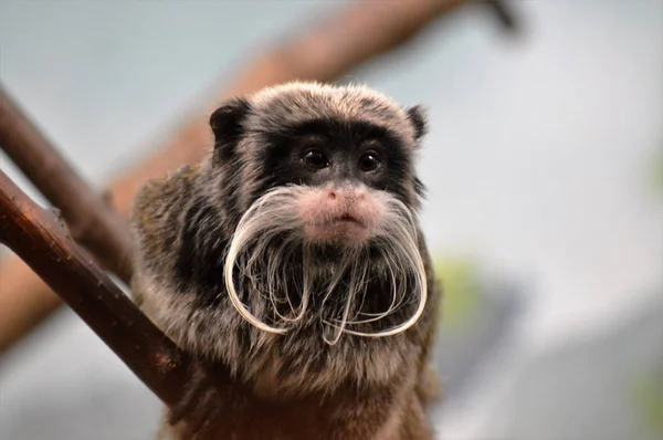 Un emperador Tamarin — Foto de Stock