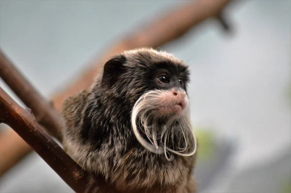 An Emperor Tamarin — Stock Photo, Image