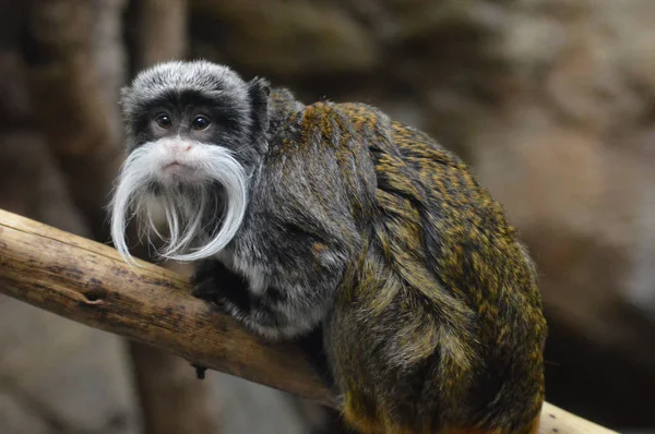 Un emperador Tamarin — Foto de Stock