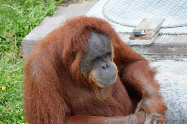 Een volwassen orang-oetan — Stockfoto