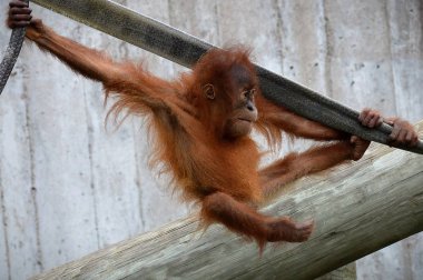 Genç bir Orangutan