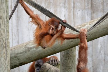 Genç bir Orangutan