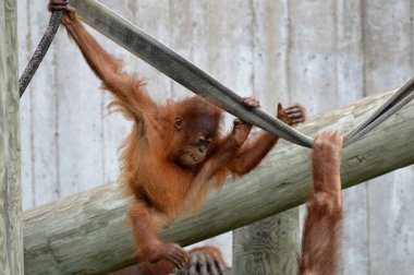 Genç bir Orangutan
