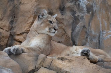 Puma bir kayanın üzerinde