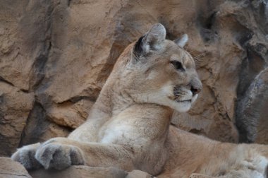 Puma bir kayanın üzerinde